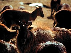 Herding Himalayan Thar, Nepal